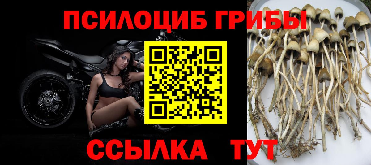 Клинцы  Псилоцибиновые грибы Psilocybine cubensis  Вход с VPN 